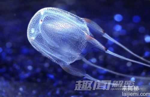 人见人惧！全球十大最恐怖的杀人动物994 / 作者:UFO来啦 / 帖子ID:62032