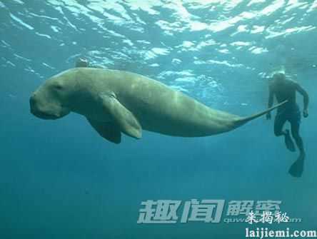 美人鱼之谜:美人鱼真的存在吗?130 / 作者:UFO来啦 / 帖子ID:65494 美人鱼之谜:美人鱼真的存在吗?130 / 作者:UFO来啦 / 帖子ID:65494