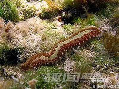 揭秘世界上13种最怪异的虫子78 / 作者:UFO来啦 / 帖子ID:63942