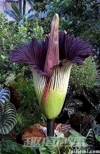 八大怪异植物：巨型海芋发出腐尸臭味996 / 作者:UFO外星人爱好者 / 帖子ID:60548