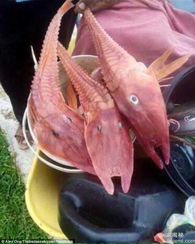 什么鬼？渔民捕到神秘海洋生物被吓呆!118 / 作者:UFO来啦 / 帖子ID:66380