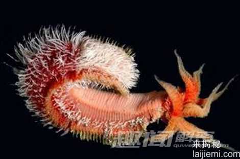 海洋生物十项神技能：海豚能够看透动物823 / 作者:UFO来啦 / 帖子ID:64689