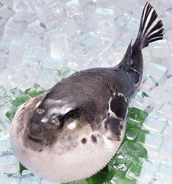 最贵的、最辣的、最臭的！盘点全球8大食物之最969 / 作者:UFO来啦 / 帖子ID:64232