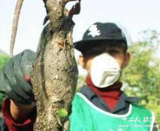 切尔诺贝利巨鼠是假的，大如牛羊还会吃人是谣传789 / 作者:UFO来啦 / 帖子ID:62229