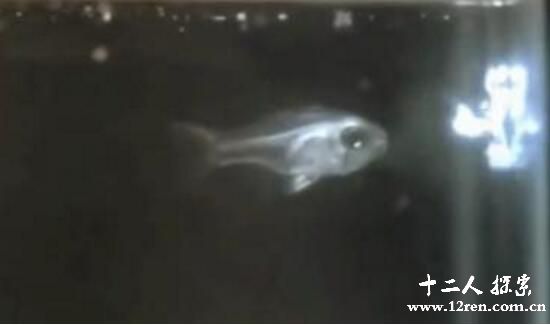 喷火鱼:自带防身武器,小嘴里喷出3米长的蓝色火焰885 / 作者:UFO来啦 / 帖子ID:62982 喷火鱼:自带防身武器,小嘴里喷出3米长的蓝色火焰885 / 作者:UFO来啦 / 帖子ID:62982