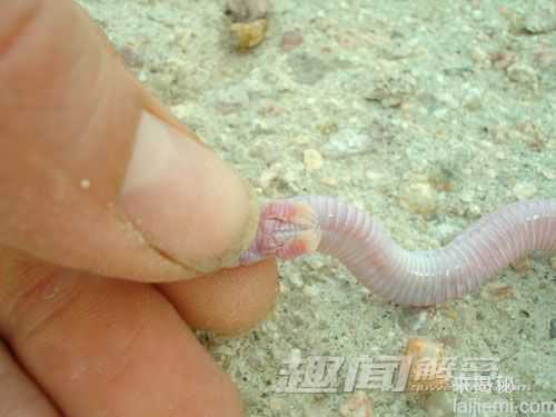 奇特鼹蜥后肢退化：看似蛇和蜥蜴结合体691 / 作者:UFO来啦 / 帖子ID:63460