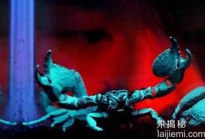 地球上的发光生物之谜 神奇的荧光蝎子398 / 作者:UFO外星人爱好者 / 帖子ID:60318