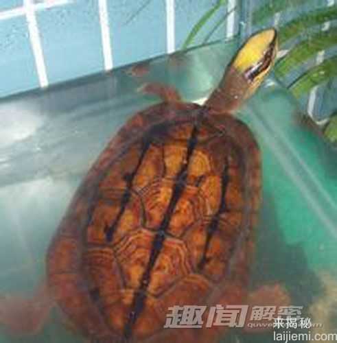 浙江惊现神奇乌龟 夹蛇夹虎不在话下907 / 作者:UFO来啦 / 帖子ID:64676