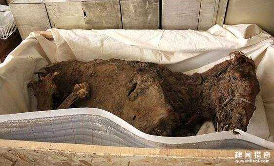 木乃伊脚穿阿迪达斯球鞋？！死亡之前的遭遇让人不忍看下去…874 / 作者:UFO来啦 / 帖子ID:64262