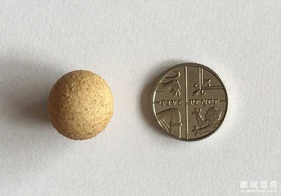 英国妹纸发现世界上最小的鸡蛋，很想知道她会怎么处理~26 / 作者:UFO爱好者 / 帖子ID:66848