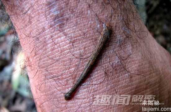 自然界中十大令人毛骨悚然的昆虫737 / 作者:UFO来啦 / 帖子ID:65594