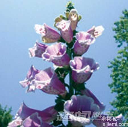 揭秘：可能致命的十大有毒观赏植物491 / 作者:UFO来啦 / 帖子ID:64035