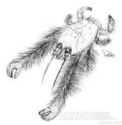 甲壳类稀奇新物种 横行霸道“雪人”螃蟹76 / 作者:UFO来啦 / 帖子ID:64973