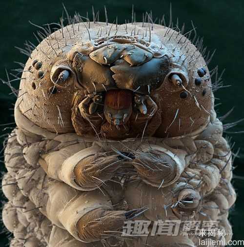 探秘奇异生物世界：水熊虫能在太空存活643 / 作者:UFO来啦 / 帖子ID:63907
