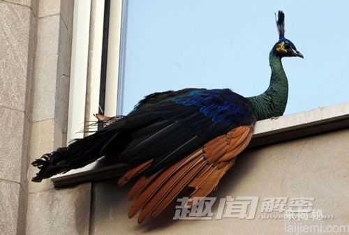 动物园里的爆笑雷人事：现实版马达加斯加494 / 作者:UFO来啦 / 帖子ID:62355