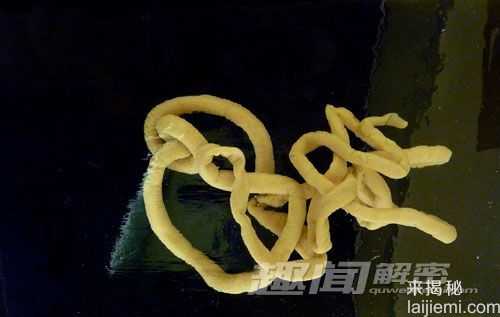 奇形怪状！10种身体不成比例的动物853 / 作者:UFO来啦 / 帖子ID:63454