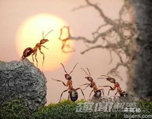 奇特蚂蚁首尾相连，共同托运大型猎物252 / 作者:UFO来啦 / 帖子ID:63456