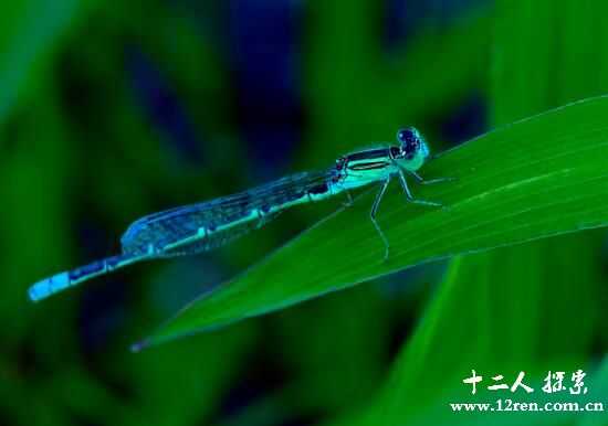 鬼蜻蜓：身长10厘米，如小型轰炸机(变铁钩缝住人耳朵)138 / 作者:UFO爱好者 / 帖子ID:66988