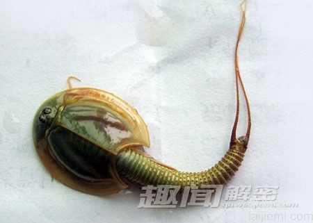 闻所未闻!全球最恐怖最罕见的动物(图)399 / 作者:UFO来啦 / 帖子ID:66017