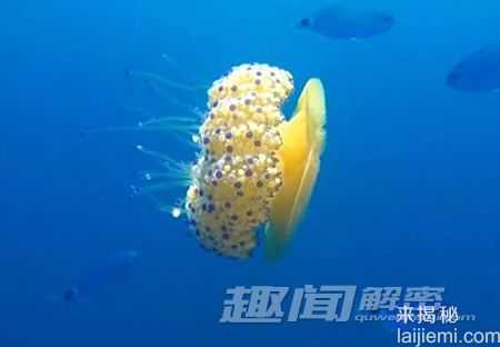 奇葩生物：地中海发现煎鸡蛋水母261 / 作者:UFO外星人爱好者 / 帖子ID:58093