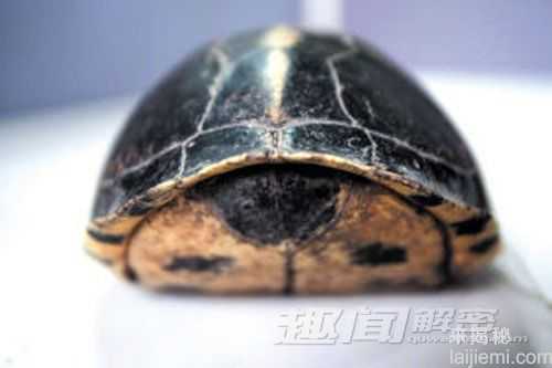 浙江惊现神奇乌龟 夹蛇夹虎不在话下824 / 作者:UFO来啦 / 帖子ID:64676