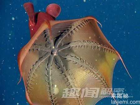 世界十大令人畏惧的深海怪兽808 / 作者:UFO来啦 / 帖子ID:61766 世界十大令人畏惧的深海怪兽808 / 作者:UFO来啦 / 帖子ID:61766