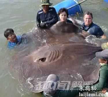 盘点：地球上最古老的六大海洋霸主！102 / 作者:UFO爱好者 / 帖子ID:66730