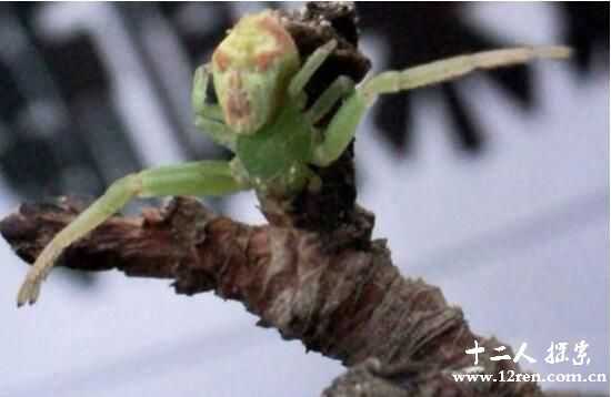 人面蜘蛛：蜘蛛界也看颜值(有的如美女有的丑陋无比)828 / 作者:UFO来啦 / 帖子ID:62067