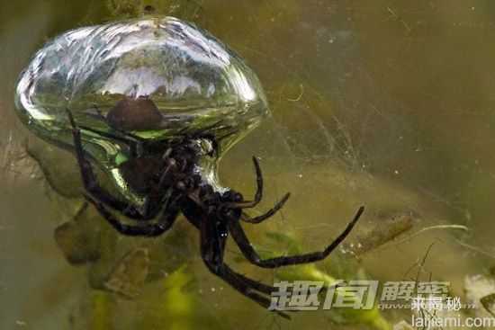 令人恐惧13种淡水动物-食人鱼牙齿锋利957 / 作者:UFO来啦 / 帖子ID:62095