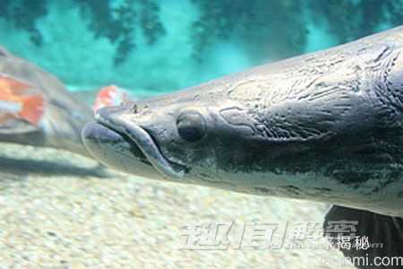 毛骨悚然！地球上真实存在的十大怪兽697 / 作者:UFO来啦 / 帖子ID:64561
