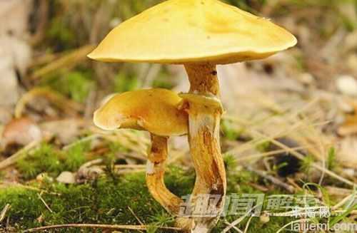 致幻蘑菇的奥秘：致幻蘑菇是如何工作的56 / 作者:UFO爱好者 / 帖子ID:66840