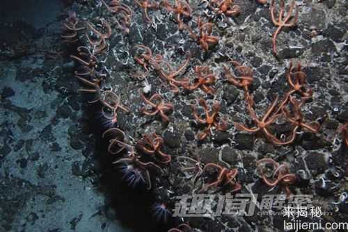 深海秘密：水下山脉现蛇星之城513 / 作者:UFO来啦 / 帖子ID:64716