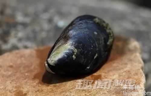 警惕！自然界中十大意想不到的恐怖杀手135 / 作者:UFO来啦 / 帖子ID:65801