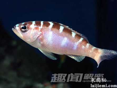 罕见至极！科学家发现神奇的“变性鱼”189 / 作者:UFO来啦 / 帖子ID:65477