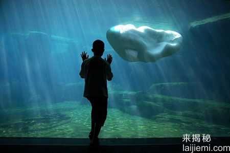 闻所未闻!全球最恐怖最罕见的动物(图)525 / 作者:UFO来啦 / 帖子ID:66017