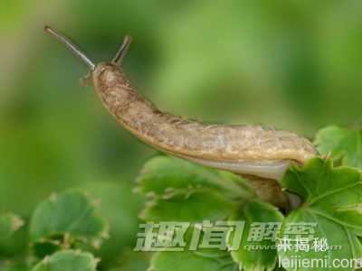 涨姿势了！盘点10大动物进化后的残余298 / 作者:UFO来啦 / 帖子ID:64710