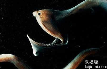 世界十大令人畏惧的深海怪兽201 / 作者:UFO来啦 / 帖子ID:61766 世界十大令人畏惧的深海怪兽201 / 作者:UFO来啦 / 帖子ID:61766