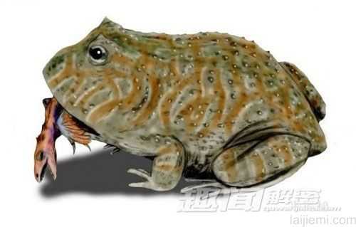 盘点十大怪诞蛙类 史前巨型魔鬼蛙267 / 作者:UFO来啦 / 帖子ID:65126