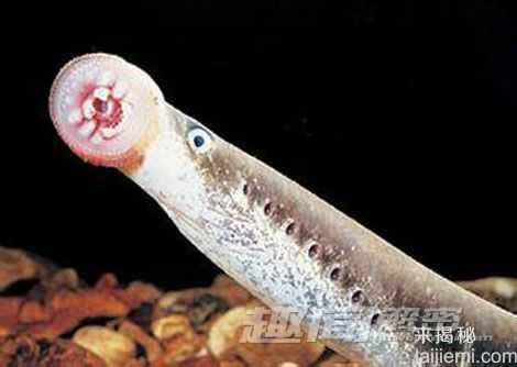 地球十大远古生物 竟活了上亿年！554 / 作者:UFO来啦 / 帖子ID:63240