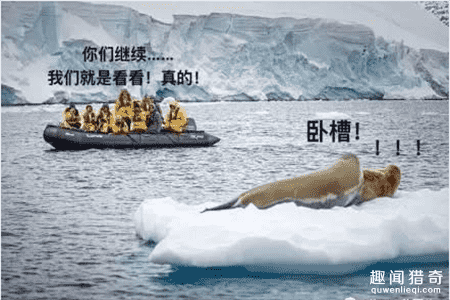 两海豹在浮冰上啪啪啪，看看周围下一秒就尴尬了……260 / 作者:UFO来啦 / 帖子ID:66359