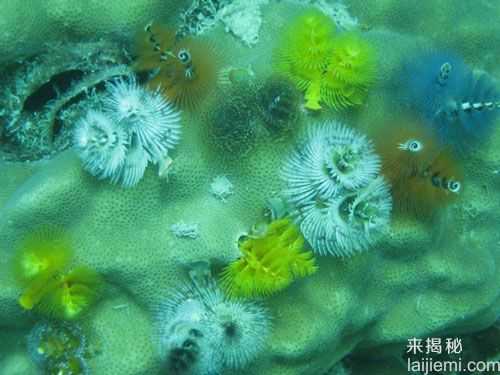 盘点：十大最美丽奇特的海洋生物843 / 作者:UFO来啦 / 帖子ID:65227