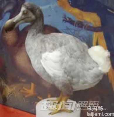 十大灭绝动物：爱尔兰大鹿7700年前灭绝784 / 作者:UFO来啦 / 帖子ID:62347