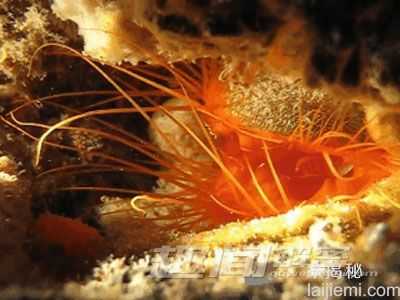 奇特蛤蜊自备频闪“迪斯科灯”诱捕猎物584 / 作者:UFO来啦 / 帖子ID:63457