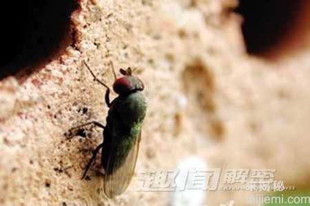 神奇!盘点12种有特异功能的动物(组图)916 / 作者:UFO来啦 / 帖子ID:65284