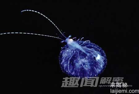 全球十大透明动物大揭密-罕见玻璃蛙712 / 作者:UFO来啦 / 帖子ID:62144
