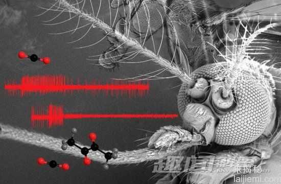 自然界中十大令人毛骨悚然的昆虫560 / 作者:UFO来啦 / 帖子ID:65594