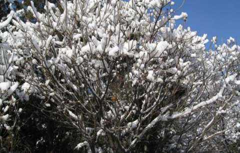 千奇百怪的树 - 雪花树，下几次雪开几次花817 / 作者:UFO外星人爱好者 / 帖子ID:57968
