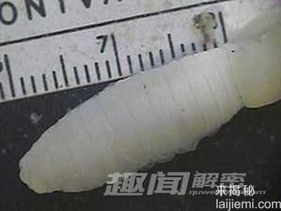 揭秘世界上13种最怪异的虫子692 / 作者:UFO来啦 / 帖子ID:63942
