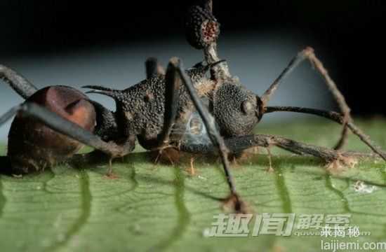 自然界中十大令人毛骨悚然的昆虫226 / 作者:UFO来啦 / 帖子ID:65594