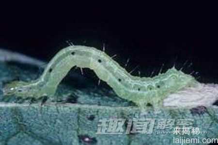 十大恐怖现象：河豚毒素可让人变成僵尸119 / 作者:UFO来啦 / 帖子ID:62348